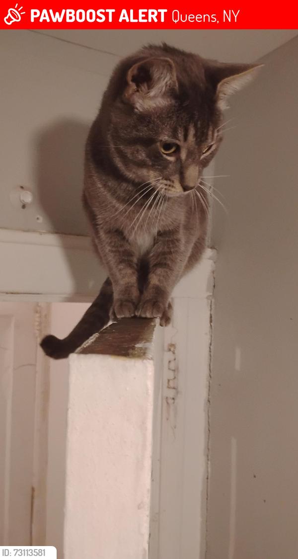 Lost Male Cat last seen 104th ave, Queens, NY 11412