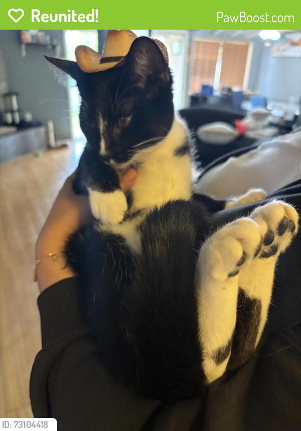 Reunited Female Cat last seen Wilbur and wystyone, Los Angeles, CA 91335