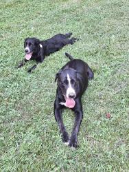 Found/Stray Female Dog last seen Berry Lane and Sussex Trail, Randolph County, NC 27313
