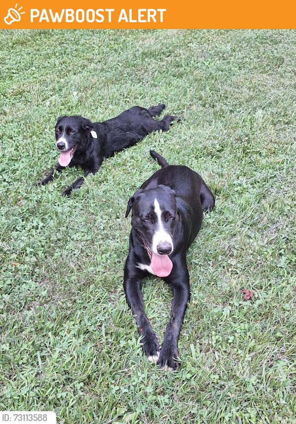 Found/Stray Female Dog last seen Berry Lane and Sussex Trail, Randolph County, NC 27313