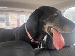 Reunited Female Dog last seen Coats Tire & Auto Shop, Coats, NC 27521