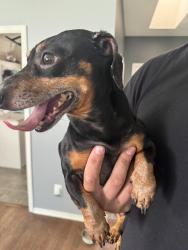 Found/Stray Male Dog last seen 91st between Olive & Aspen, Broken Arrow, OK 74012