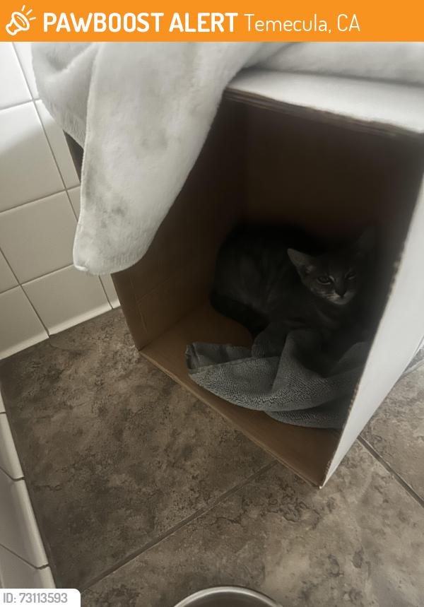 Found/Stray Unknown Cat last seen Near parking lot/open field, Temecula, CA 92590