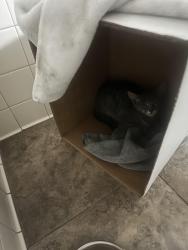 Found/Stray Unknown Cat last seen Near parking lot/open field, Temecula, CA 92590