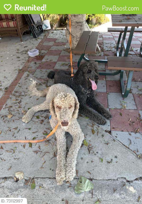 Reunited Unknown Dog last seen Woodman n lassen, Los Angeles, CA 91345