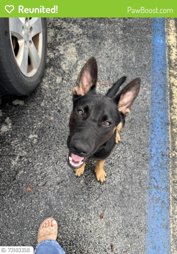 Reunited Male Dog last seen Harris field, Homestead, FL 33030