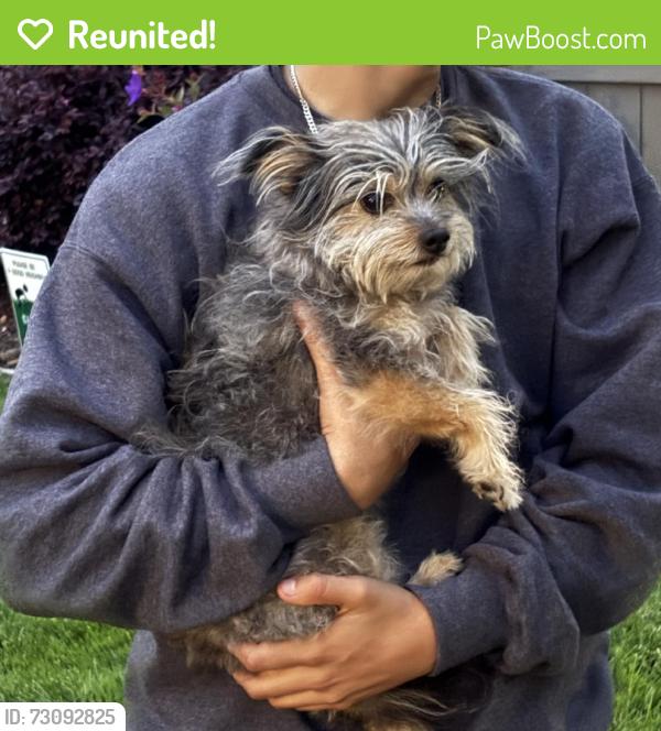Reunited Unknown Dog last seen Sumner Ave, Aptos, CA 95003, USA, Aptos, CA 95003