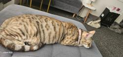 Reunited Female Cat last seen Necropolis Road, West Yorkshire, England BD7 2PU