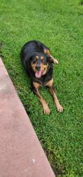 Reunited Female Dog last seen Fiesta mart, Houston, TX 77093