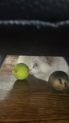Reunited Unknown Cat last seen Coppard Glen Public School, Markham, ON 