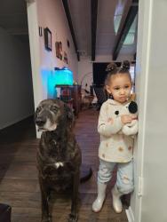 Lost Male Dog last seen Pine, San Antonio, TX 78208