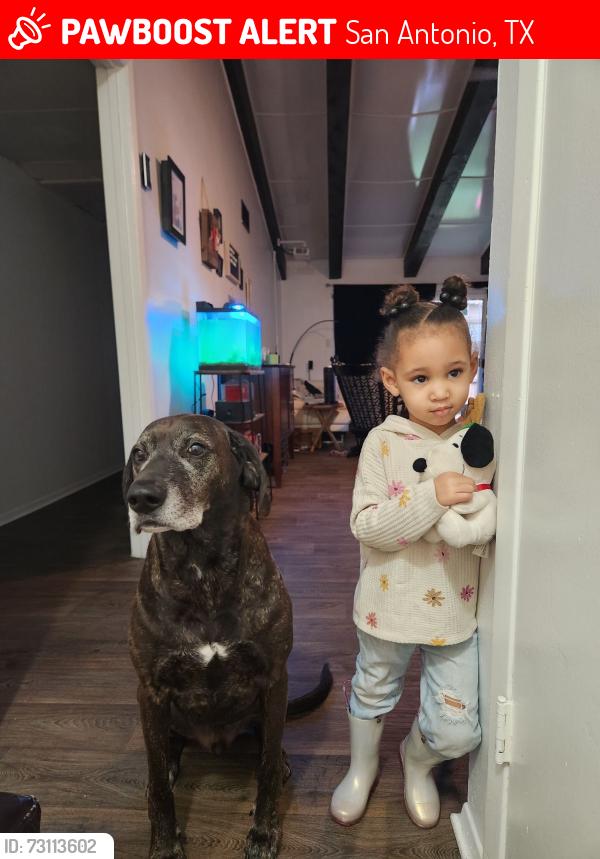 Lost Male Dog last seen Pine, San Antonio, TX 78208