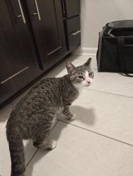 Found/Stray Female Cat last seen apmt complex, Louisville, KY 40228