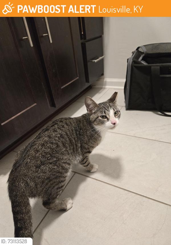 Found/Stray Female Cat last seen apmt complex, Louisville, KY 40228