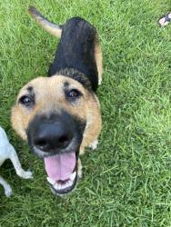 Found/Stray Male Dog last seen North Crest Ranch section 3, New Caney, TX 77357