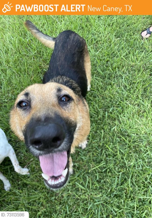 Found/Stray Male Dog last seen North Crest Ranch section 3, New Caney, TX 77357