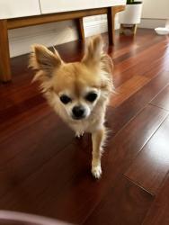 Found/Stray Unknown Dog last seen Getting more info. As far as I know found in a park in Santa Clara, Santa Clara, CA 95050