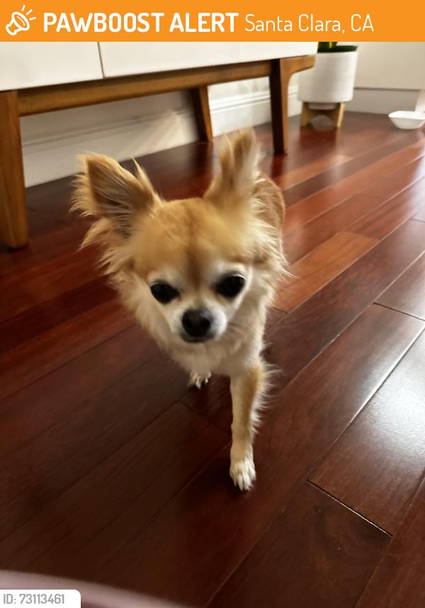 Found/Stray Unknown Dog last seen Getting more info. As far as I know found in a park in Santa Clara, Santa Clara, CA 95050