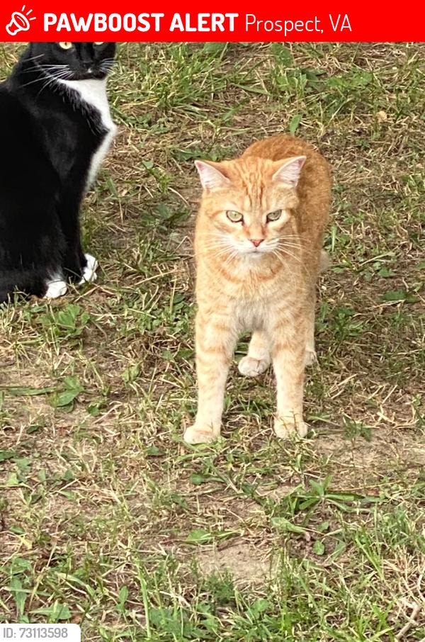 Lost Female Cat last seen Prospect gospel tabernacle, Prospect, VA 23960