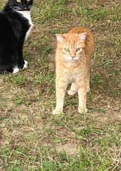 Lost Female Cat last seen Prospect gospel tabernacle, Prospect, VA 23960