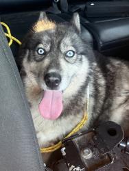 Reunited Female Dog last seen 92-08 222nd St, Queens Village, NY 11428, USA, Queens, NY 11428