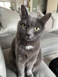 Reunited Female Cat last seen The guild Bromley cross, Bromley Cross, England BL7 9GB