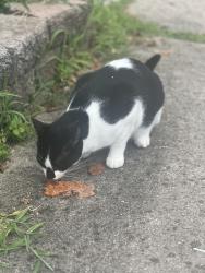 Found/Stray Unknown Cat last seen Hickory glen way, springfield va 22153, Springfield, VA 22153