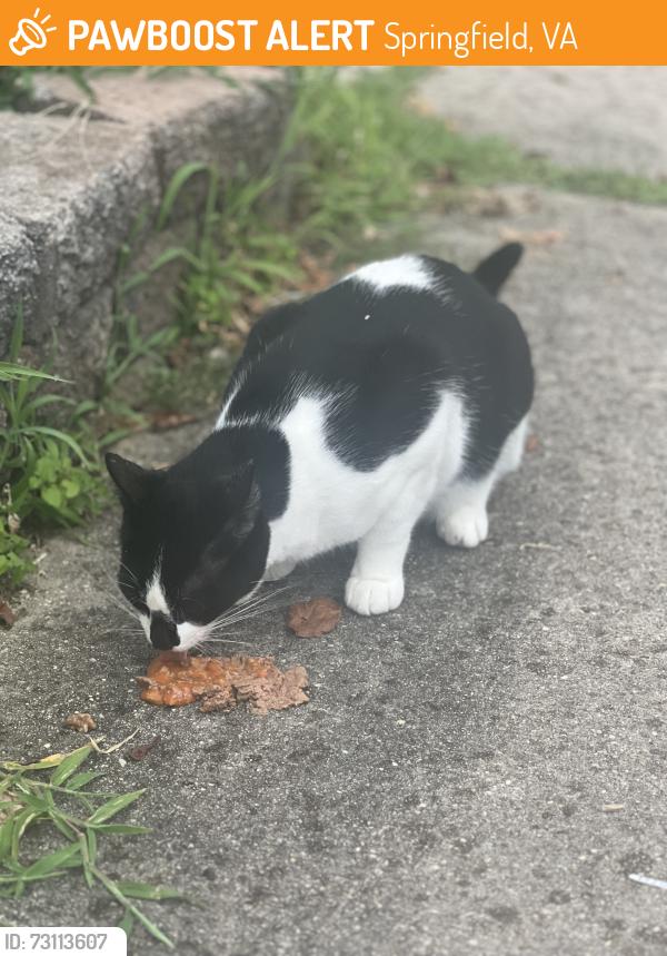 Found/Stray Unknown Cat last seen Hickory glen way, springfield va 22153, Springfield, VA 22153