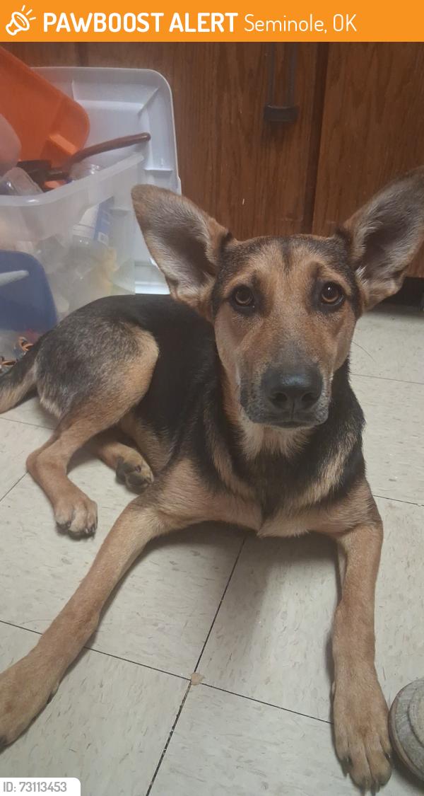 Found/Stray Female Dog last seen Seminole housing authority, Seminole, OK 74868