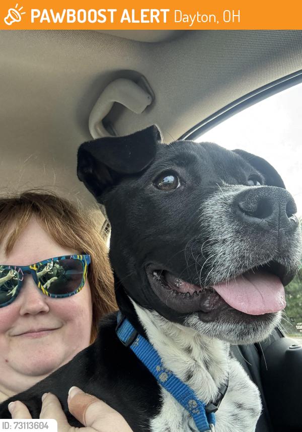 Found/Stray Male Dog last seen James H McGee Blvd, Dayton, OH 45427