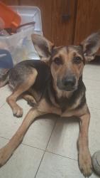 Found/Stray Female Dog last seen Seminole housing authority, Seminole, OK 74868