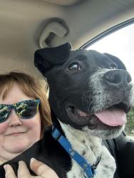Found/Stray Male Dog last seen James H McGee Blvd, Dayton, OH 45427