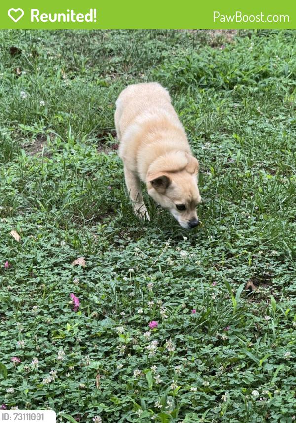 Reunited Female Dog last seen Griffin Avenue & Ridge Road, Richmond, VA 23227