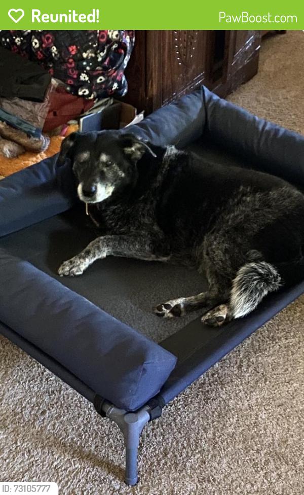Reunited Female Dog last seen 120th and Post Oak, Norman, OK 73026