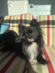Reunited Male Dog last seen Christy’s Grooming on S Wickham Melbourne, West Melbourne, FL 32904