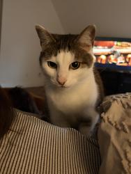 Lost Male Cat last seen Ashley Creek drive, Matthews, NC 28105
