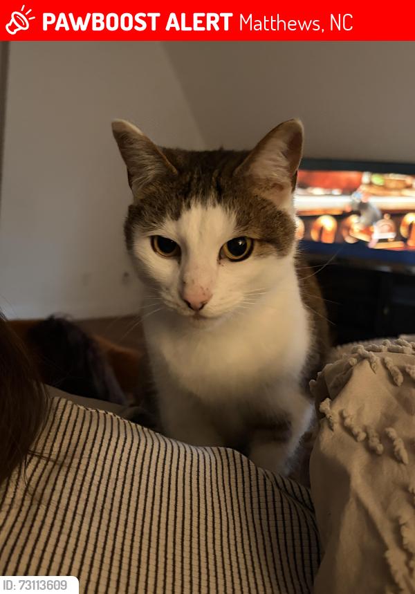 Lost Male Cat last seen Ashley Creek drive, Matthews, NC 28105