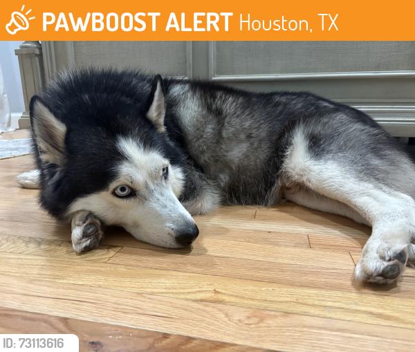 Found/Stray Male Dog last seen Clinton drive, Houston, TX 77020