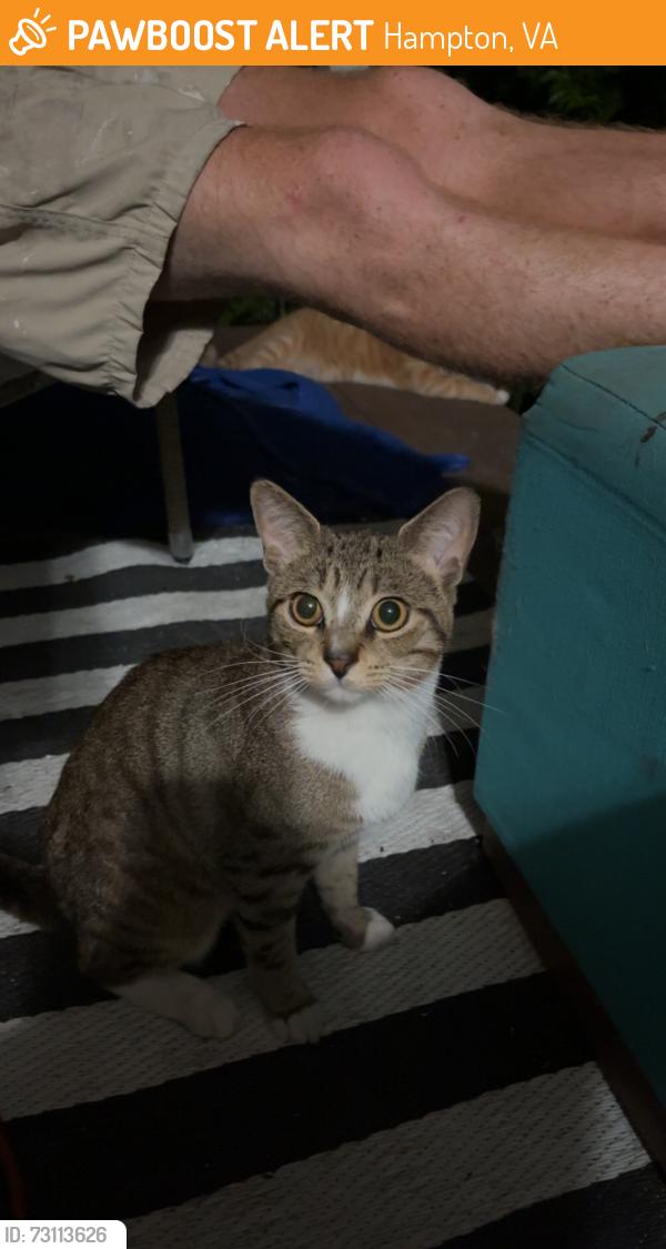 Found/Stray Male Cat last seen Victoria blvd/Catapula/Wakefield, Hampton, VA 23661