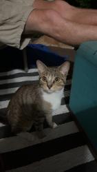 Found/Stray Male Cat last seen Victoria blvd/Catapula/Wakefield, Hampton, VA 23661