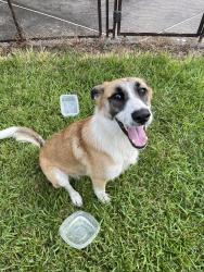 Found/Stray Female Dog last seen North Crest Ranch Section 3, New Caney, TX 77357