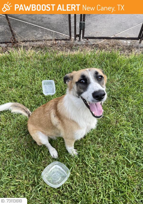 Found/Stray Female Dog last seen North Crest Ranch Section 3, New Caney, TX 77357