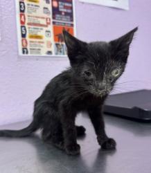 Shelter Stray Female Cat last seen Near WINCHESTER, CITY of El Paso, TX, 5001 Fred Wilson Ave, El Paso, TX 79906, USA