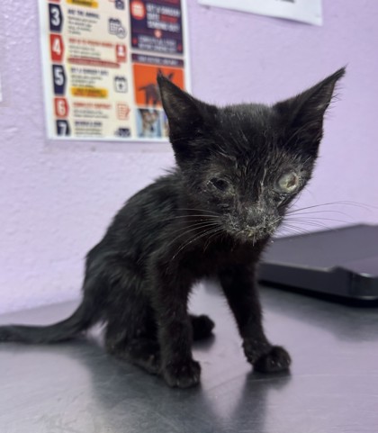 Shelter Stray Female Cat last seen Near WINCHESTER, CITY of El Paso, TX, 5001 Fred Wilson Ave, El Paso, TX 79906, USA