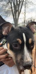 Lost Male Dog last seen near crest ln street, Greenville, SC 29609