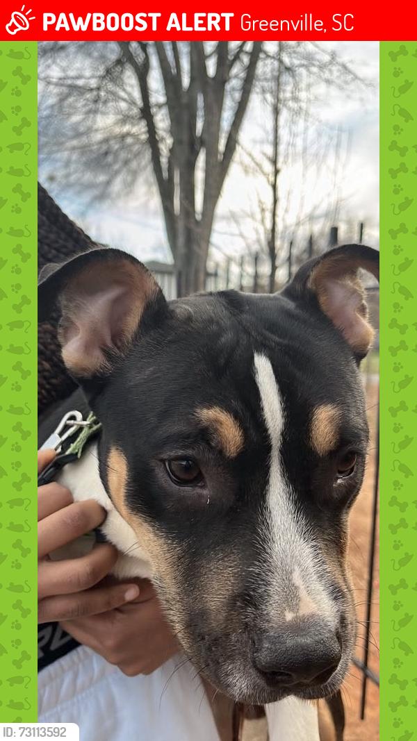 Lost Male Dog last seen near crest ln street, Greenville, SC 29609