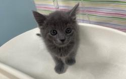Shelter Stray Female Cat last seen Santa Lane, Lucas County, OH, 827 Illinois Ave, Maumee, OH 43537, USA