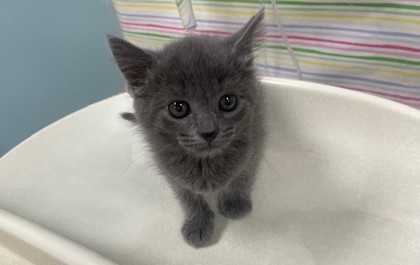 Shelter Stray Female Cat last seen Santa Lane, Lucas County, OH, 827 Illinois Ave, Maumee, OH 43537, USA