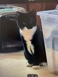 Lost Male Cat last seen Ridge road and beaver pond, Madison, CT 06443