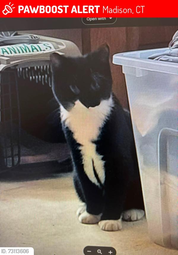Lost Male Cat last seen Ridge road and beaver pond, Madison, CT 06443